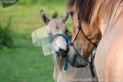 Image of Mare and her foal 