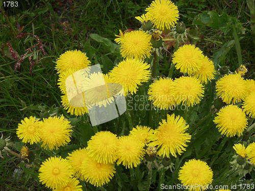 Image of Dandelion 16.06.2001