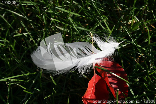 Image of White Feather