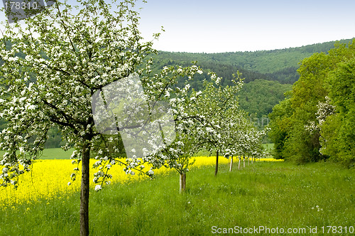 Image of Blossoming of the apple trees 01