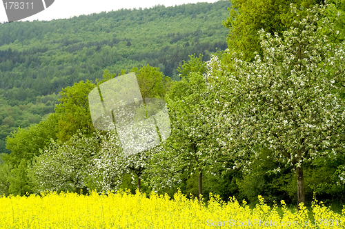 Image of Blossoming of the apple trees 02