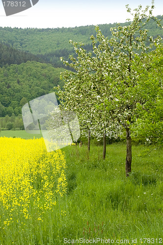 Image of Blossoming of the apple trees 03