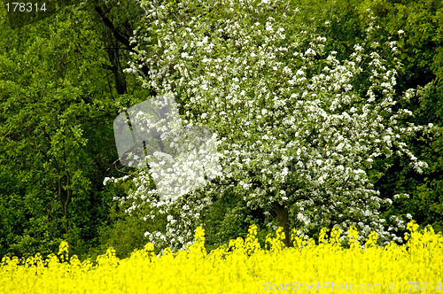 Image of Blossoming of the apple trees 05