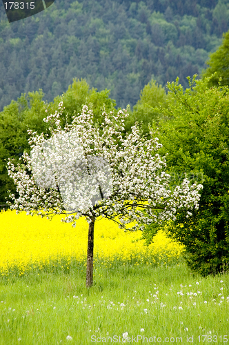Image of Blossoming of the apple trees 06