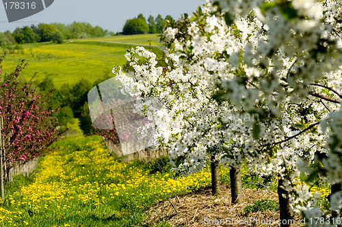 Image of Blossoming of the apple trees 07