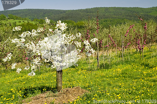 Image of Blossoming of the apple trees 09