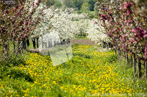 Image of Blossoming of the apple trees 10