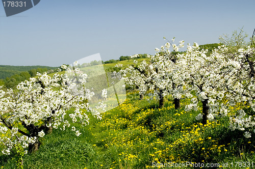 Image of Blossoming of the apple trees 11