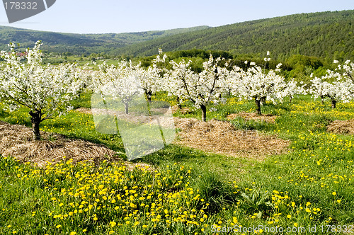 Image of Blossoming of the apple trees 12