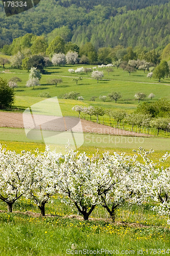 Image of Blossoming of the apple trees 15