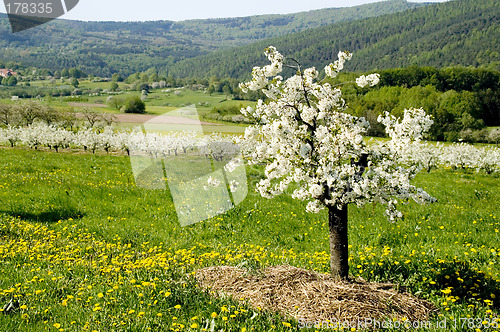 Image of Blossoming of the apple trees 16