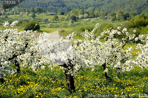 Image of Blossoming of the apple trees17