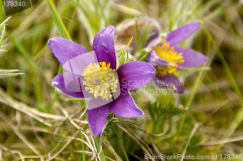 Image of Common pasque flower 03