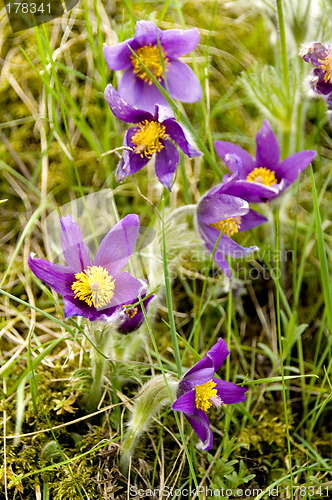 Image of Common pasque flower