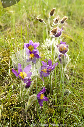 Image of Common pasque flower