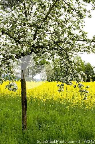 Image of Blossoming of the apple trees 05