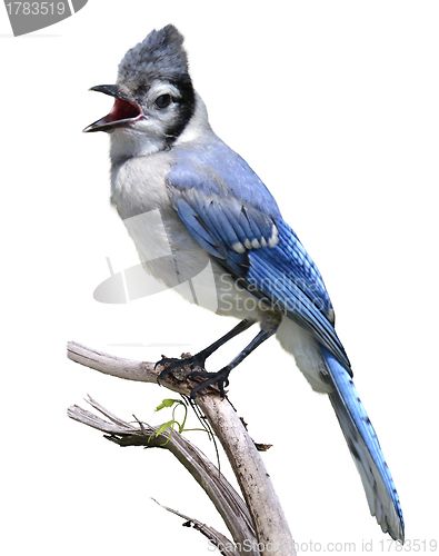 Image of Blue Jay 