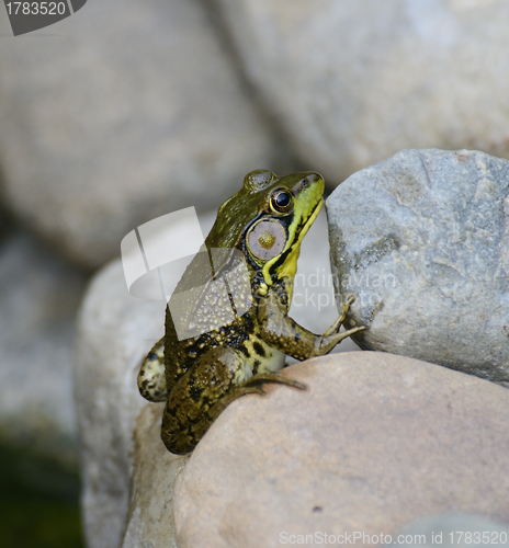 Image of Green Frog