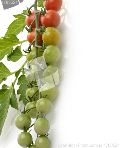 Image of Cherry Tomatoes