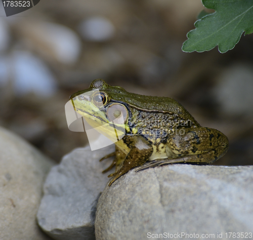 Image of Green Frog