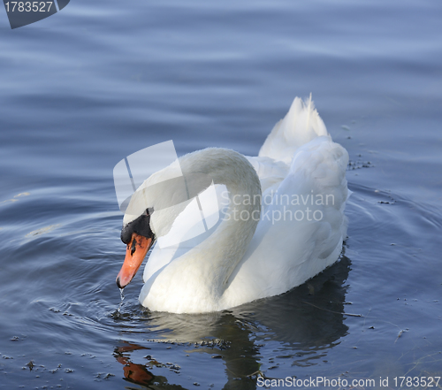 Image of Swan