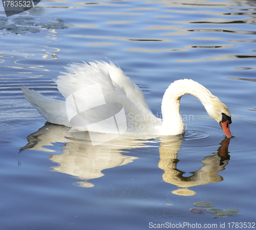Image of White Swan