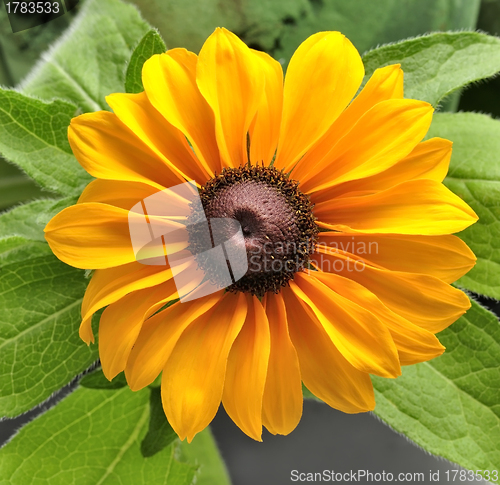 Image of Yellow Flower