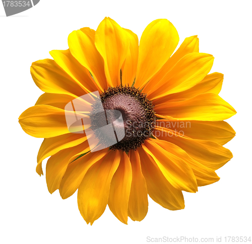 Image of Yellow Flower