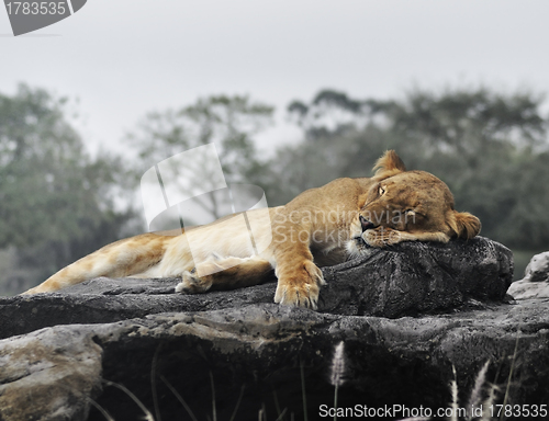 Image of Female Lion