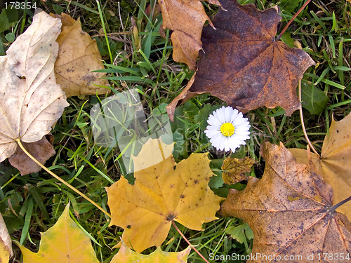 Image of Autumn daisy