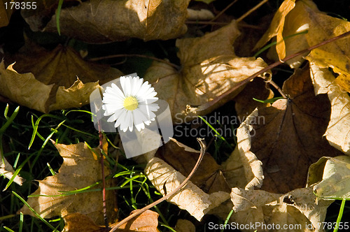 Image of Autumn daisy