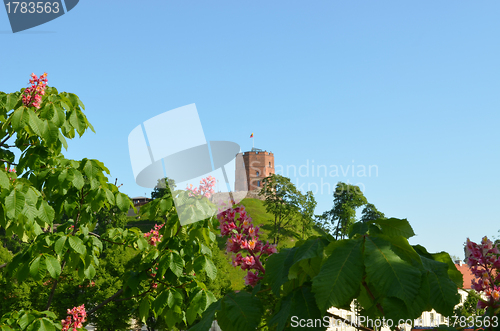 Image of Red blooming conker trees Gediminas castle 