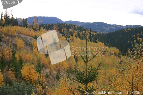 Image of the colours of an october birch wood