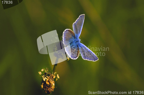 Image of Adonis Blue Butterfly