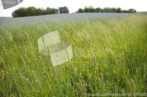 Image of Cornflowers