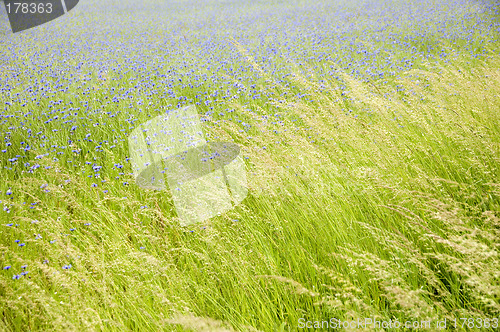 Image of Cornflowers