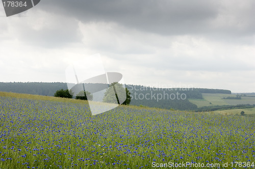 Image of Cornflowers