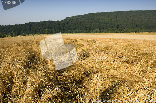 Image of Crop damage