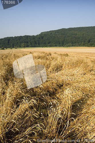 Image of Crop damage