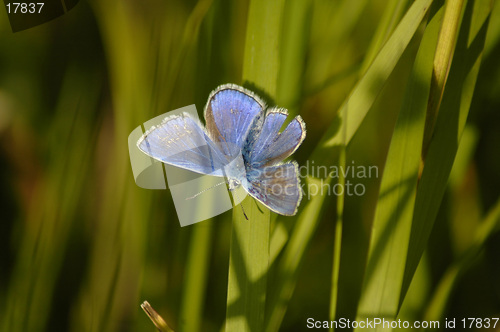 Image of blue butterfly