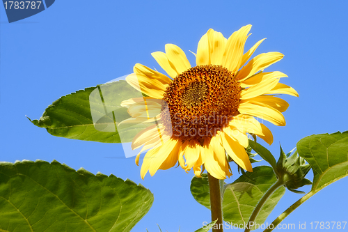 Image of Sunflower against blue sky