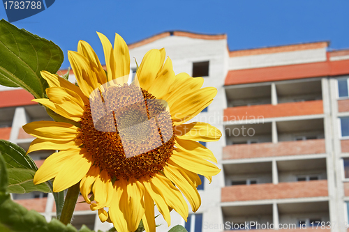 Image of Urban sunflower