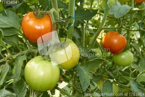 Image of Red and green tomatoes in greenhouse