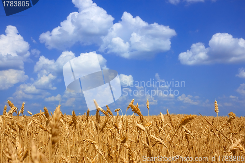 Image of Wheat field landscape