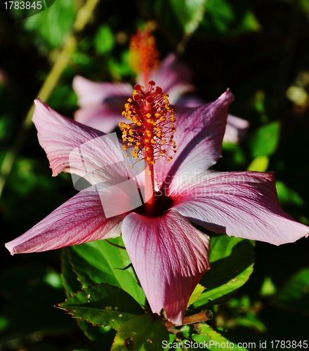Image of Beautiful flower