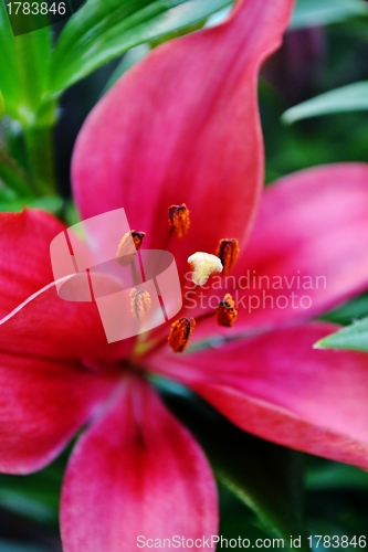 Image of Beautiful flower