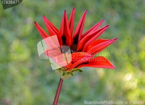 Image of Gazania krebsiana flower