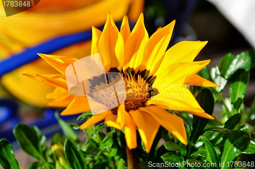 Image of Gazania krebsiana flower