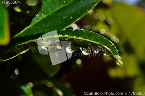 Image of Raindrops