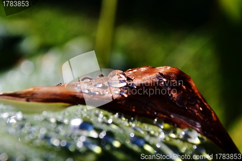 Image of Raindrops on lily leafs